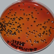 Питательный агар для культивирования микроорганизмов сухой ГРМ-агар фотография