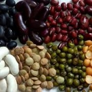 Зерновые бобовые культуры: горох, соя, фасоль, чина, чечевица, нут, люпин, кормовые бобы. Многолетние бобовые травы фото