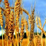 Пшеница озимая первого класса фото