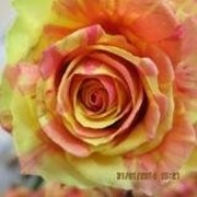 Розы сорта Фиеста фотография