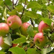 Саженцы плодовых деревьев. Саженцы яблони, груши, ореха, малины, смородины, черешни