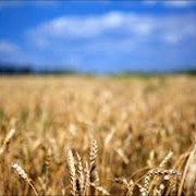 Насіння пшениці озимої Краєвид