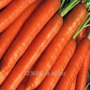 Морковь Флакке 0,5кг (GSN Франция)