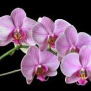 Столешница цифровая печать Орхидея, артикул 015 фото