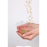 Калибровка семян фото