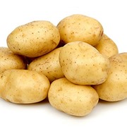 Картофель семенной, сорт Санте фотография