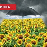 Семена подсолнуха Syngenta СИ Эденис фотография