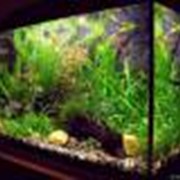 Оформление аквариумов в Алматы фото