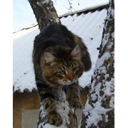 Кот сибирской породы