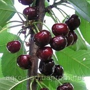 Саженцы вишни сорт “Чудо-Вишня“ фото
