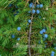 Можжевеловое эфирное масло Juniperus communis