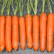 Морковь Натофи 0,5кг (Satimex Германия)