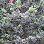 Ель голубая Изели Фокстейл (Picea pungens 'Iseli Foxtail') фото