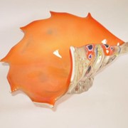 Морская раковина Seashell фото