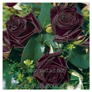 Саженец роз Блек Бакара фотография