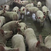Свиньи, беконные породы свиней фото