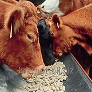 КК - 60 дойные коровы и нетели