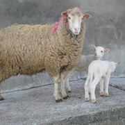 Овцематка, Меринос Асканийский фотография