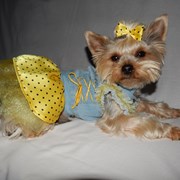 Одежда для собак фото