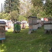 Продам пчелопакеты фото