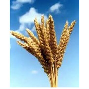 Пшеница, производство зерновых и масленичных культур фотография