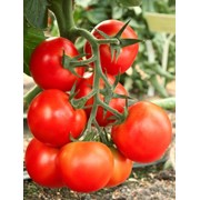 Семена томатов F1 Сушка фото