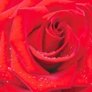 Фотообои “Красная роза 196х210 (12Л)“ Ника 2000000293417 фотография