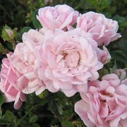 Розы бордюрные, Элеанора фото