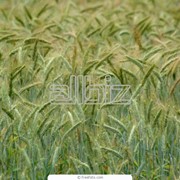 Пшеница продовольственная фото