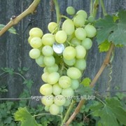 Виноград белый гармоничный фото