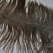 Перо страуса натуральное