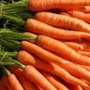 Морковь урожая 2012г фото