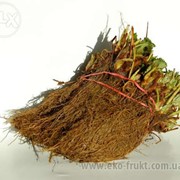 Саженцы клубники фриго фото