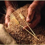 Зерно на экспорт Казахстан