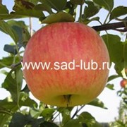 Саженцы яблони сорт Коричное полосатое фотография