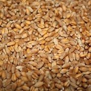Пшеница фуражная всех классов на экспорт фото