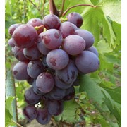 Черенки винограда купить оптом (Низина 2) фото