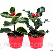 Падуб остролистный -- Ilex aquifolium фото