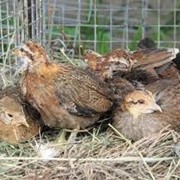 Цыплята фазана в весенний и летний период фотография