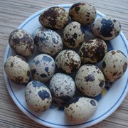 Яйца перепелиные пищевые фото