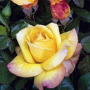 Чайно-гибридные розы фото