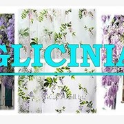 Ткани для штор - цветущая Глициния из каталога GLICINIA фото