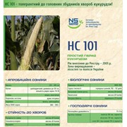 Кукуруза НС 101