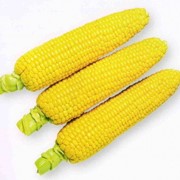 Кукурудза гибридная ДКС 3705 Monsanto