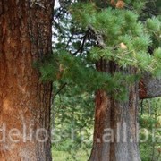 Эфирное масло кедра сибирского Pinus sibirica фото