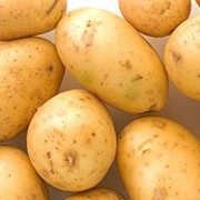 Сортовой картофель фотография