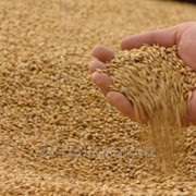 Пшеница на Экспорт фотография