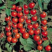 Продажа тепличных томатов оптом. Херсон