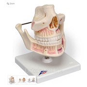 Модель зубов взрослого человека фото
