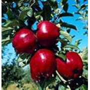саженцы плодовых яблонь слив абрикос фото